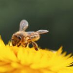 straw flower, bumblebee, bee-8245585.jpg