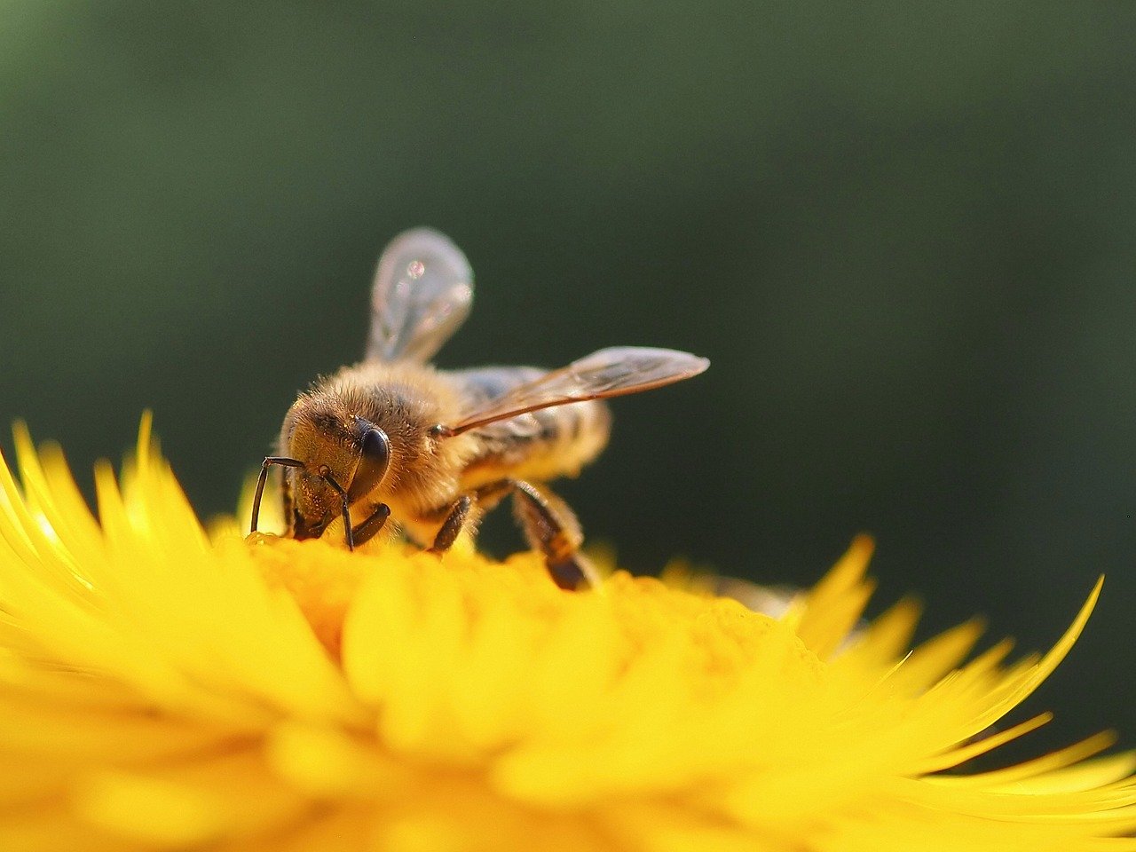 straw flower, bumblebee, bee-8245585.jpg