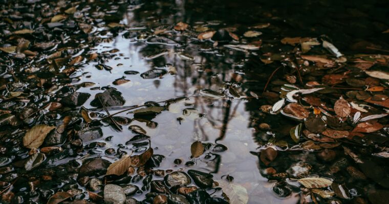 A Puddle of Passion