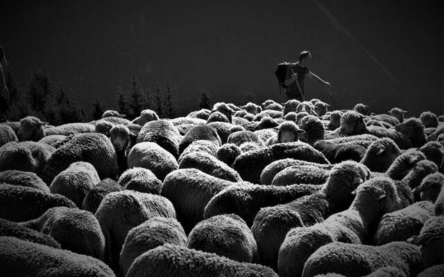 Following But Not Leading